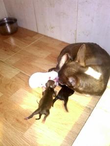 Camada de chihuahua