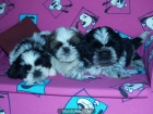 Excelentes  Shih-tzu, cachorros a buen precio - mejor precio | unprecio.es