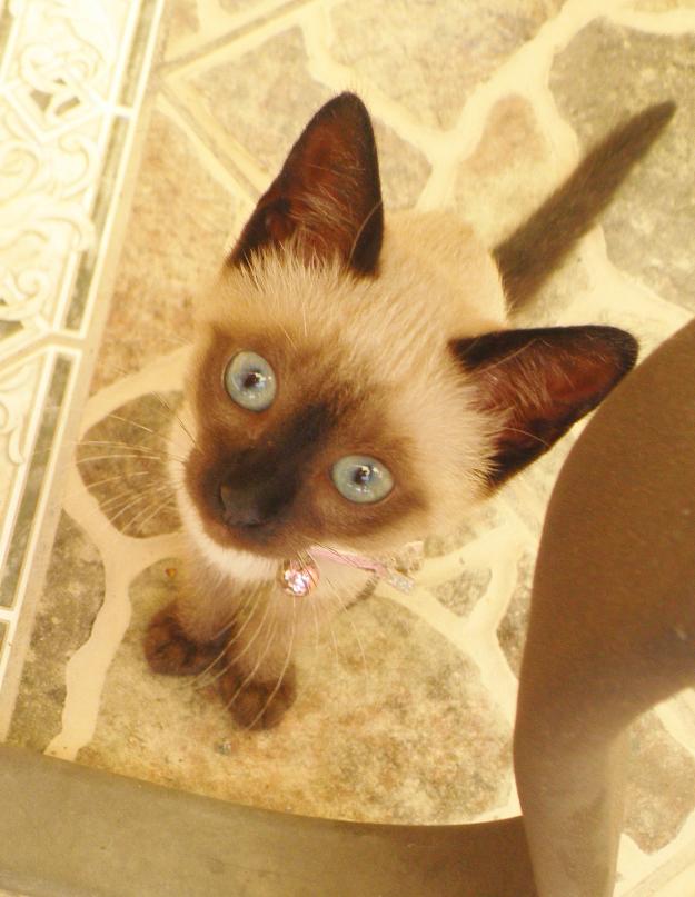 Mi gatita busca un novio en Tenerife!