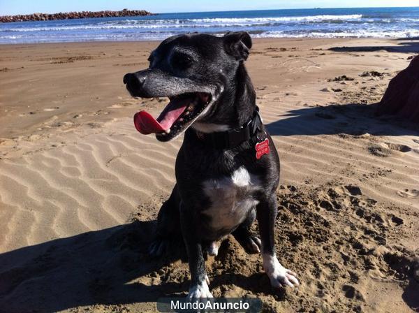 perdido perro en zona Molina de Aragón (Guadalajara)