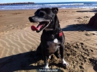 perdido perro en zona Molina de Aragón (Guadalajara) - mejor precio | unprecio.es