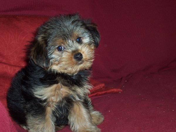 PRECIOSO CACHORRO DE TALLA PEQUEÑA