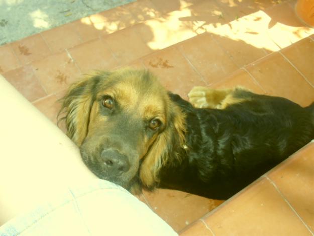 Regalamos 2 perritos de 6 meses