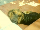 Regalamos 2 perritos de 6 meses - mejor precio | unprecio.es