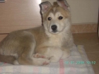Regalo cachorro mezcla Huzky - mejor precio | unprecio.es
