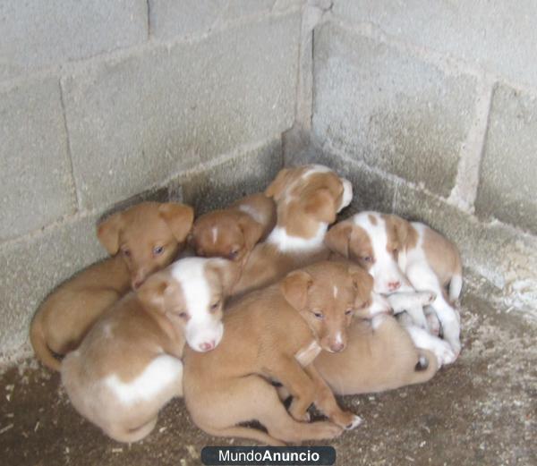 se venden podencos