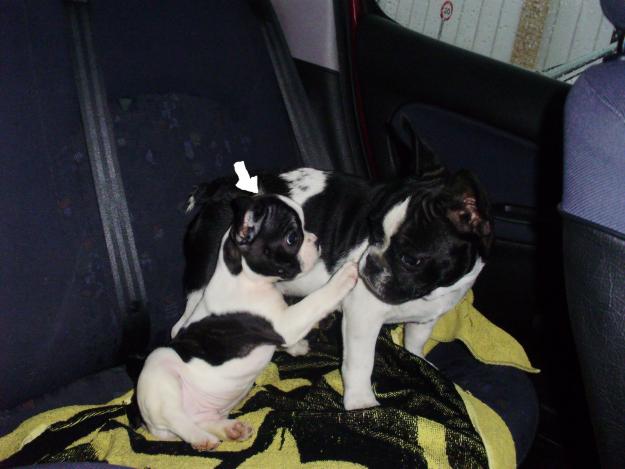 vendo bulldog frances