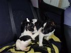 vendo bulldog frances - mejor precio | unprecio.es