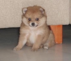 vendo cachorras pomerania TOY - mejor precio | unprecio.es