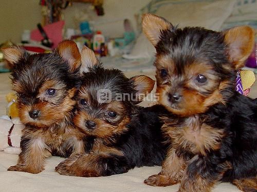 Yorkie Cachorros