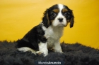 Cavalier king¡¡ dos meses, 4 cachorros, fotos actuales, www.doogs.es - mejor precio | unprecio.es