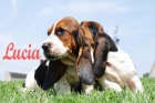 Basset Hound, Increibles cachorros de pùra raza - mejor precio | unprecio.es