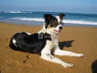 border collie - mejor precio | unprecio.es
