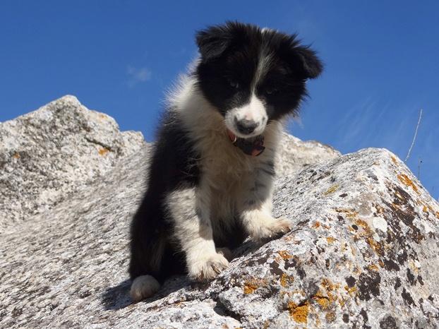 Border collie de Villa Biznaga