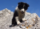 Border collie de Villa Biznaga - mejor precio | unprecio.es