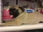 CARLINO O PUG, perros, cachorros, criadero, venta. Raza muy antigua, probablemente originaria de China, cuyos orígenes - mejor precio | unprecio.es