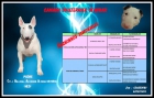 Disponibles cachorros de bull terrier - mejor precio | unprecio.es