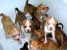 Huskey cachorros siberianos - mejor precio | unprecio.es