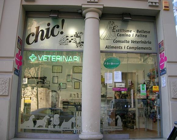 peluqueria canina especialidad en BICHON MALTES