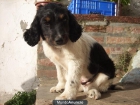 Regalo Cachorrito de Cocker Spaniel - mejor precio | unprecio.es