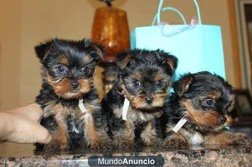 Tres cachorros de Yorkie para un hogar libre