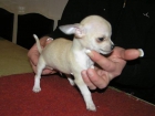 Ultimos cachorros de CHIHUAHUA - mejor precio | unprecio.es