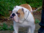 ventas de bulldog ingles en sevilla - mejor precio | unprecio.es