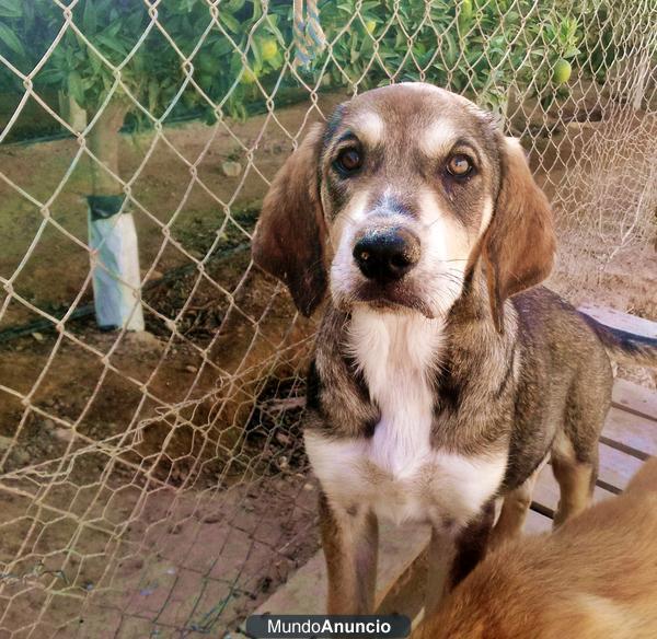 REGALO CACHORROS MASTIN ESPAÑOL