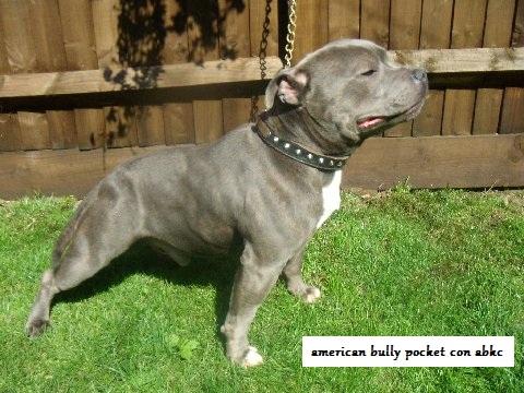 American bully pocket blue para venta y montas