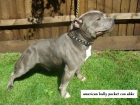 American bully pocket blue para venta y montas - mejor precio | unprecio.es