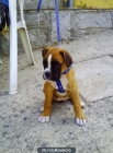 CACHORROS BOXER - mejor precio | unprecio.es