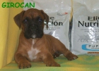 CACHORROS DE BOXER - mejor precio | unprecio.es