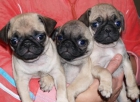 Cachorros de Carlino, los vendo a buen precio - mejor precio | unprecio.es