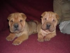 Cachorros de Shar-pei - mejor precio | unprecio.es