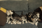 cachorros husky siberiano - mejor precio | unprecio.es