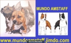 CAMADA DE AMERICAN STAFFORDSHIRE TERRIER - mejor precio | unprecio.es