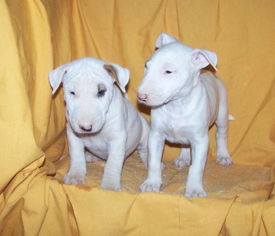 CAMADA DE BULL TERRIER DE COLOR BLANCO - LINEA Y MORFOLOGIA EXCELENTES