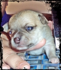 chihuahua a muy buen precio - mejor precio | unprecio.es