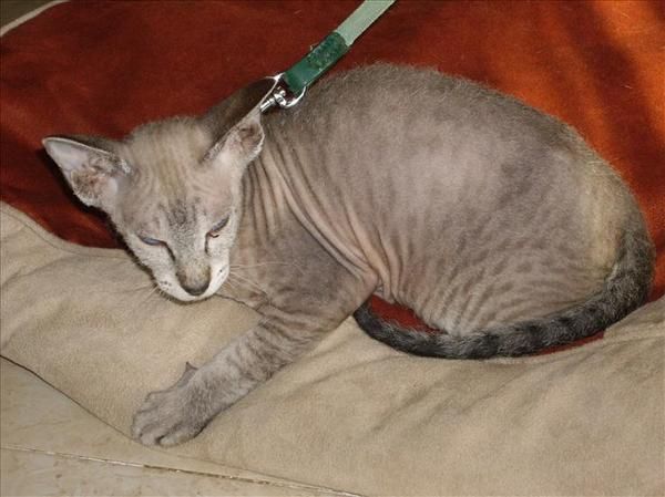 gato sin pelo de nacido el 30 de agosto