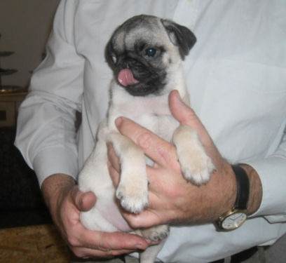 Pug Semental Campeon Gohan