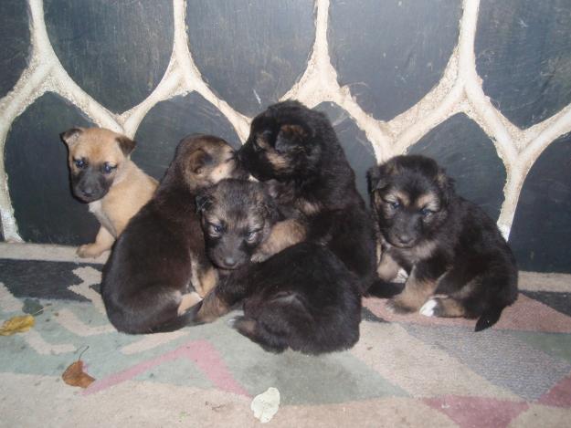 REGALO PRECIOSOS CACHORROS GIRONA