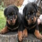 rotweiller cachorros machos y hembras - mejor precio | unprecio.es
