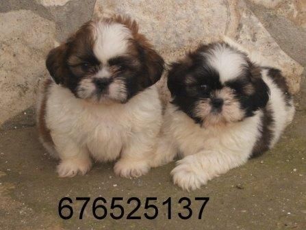 Tiernos y preciosos cachorritos de Shih Tzu. Coruña