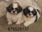 Tiernos y preciosos cachorritos de Shih Tzu. Coruña - mejor precio | unprecio.es