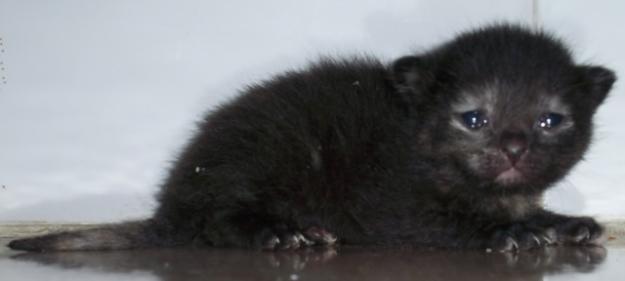 vendo gatitos recien nacidos