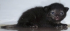 vendo gatitos recien nacidos - mejor precio | unprecio.es