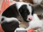 ¿QUIERES UN CACHORRO? - mejor precio | unprecio.es