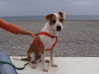 BALTO, perrito de 1 año de tamaño-pequeño mediano que le gusta hacer ejercicio - mejor precio | unprecio.es