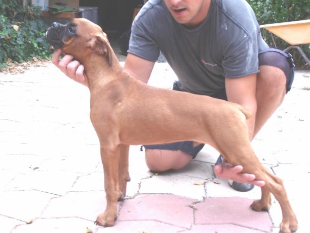 CACHORROS DE BOXER