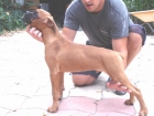 CACHORROS DE BOXER - mejor precio | unprecio.es